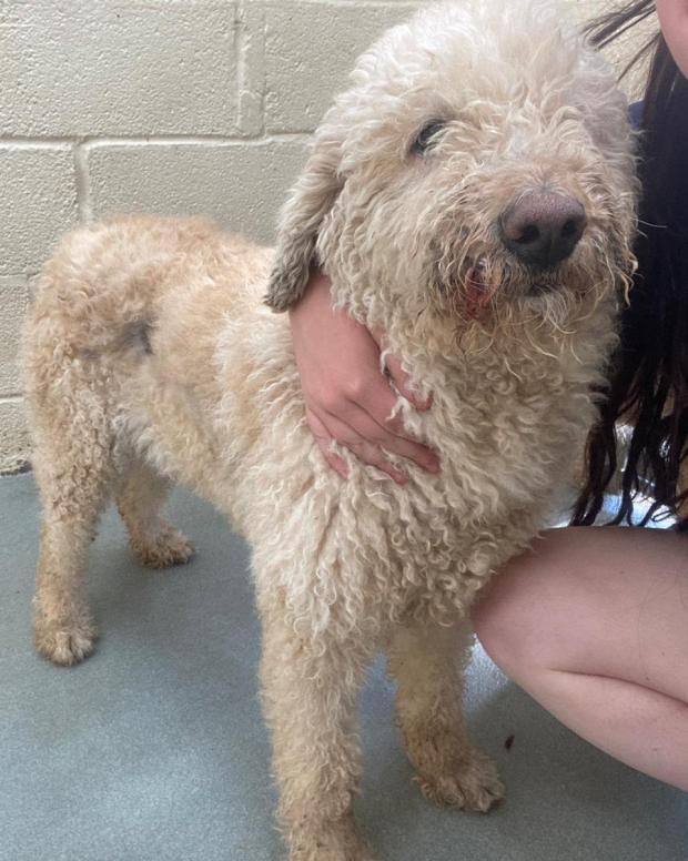 Barry And District News: Ria - four years old, Female, Labradoodle. Ria has come to us from a breeder and is a very, very loving girl. She is a little shy at first but does really love human interaction and attention once she gets to know you. She can walk on a lead already but